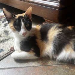 Khloe, a cute little calico